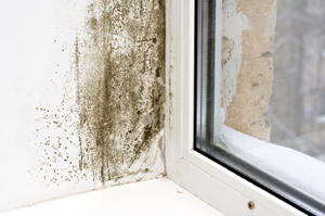 Atlanta Mold Remediation